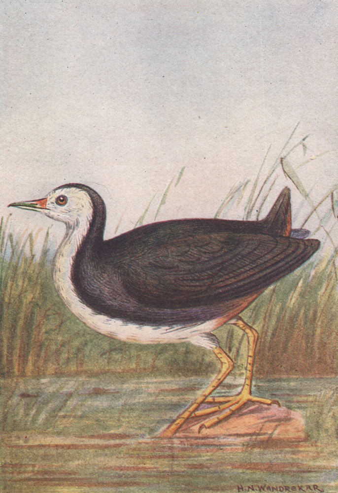 INDIAN BIRDS. The White-Breasted Water-hen 1943 old vintage print picture